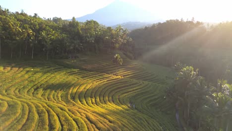 Glowing-morning-sun-rays-lighting-rice-terracing-nestled-in-the-jungle-covered-hillside,-Bali,-Indonesia