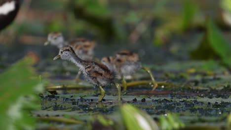 beautiful chicks of jacana feeding in water lily pond in morning