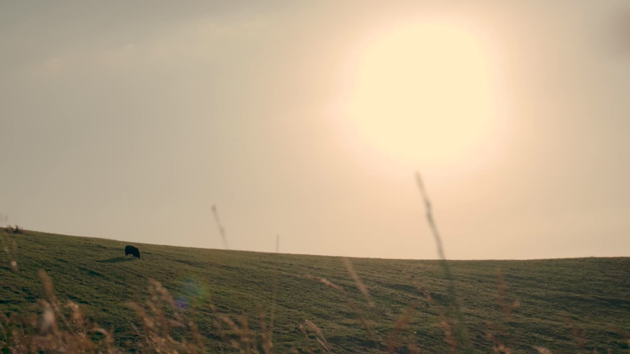 ovejas pastando en una ladera al atardecer
