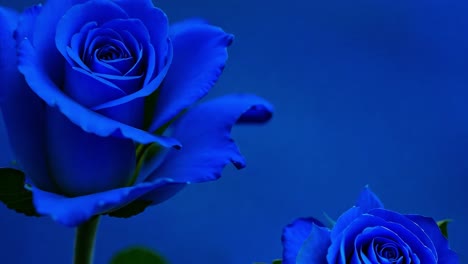 a close-up of a blue rose