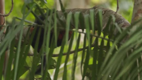 two feisty saddleback tamarin monkeys fight on a branch of a tree in the rain forest