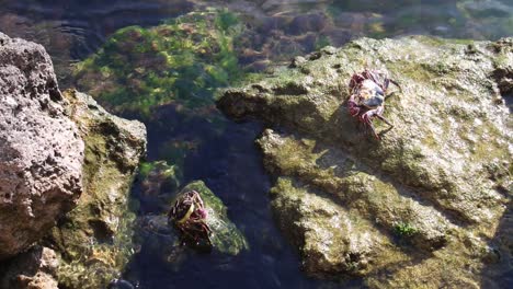 Rock-crab-at-home-in-shallow-ocean-water,-Australia