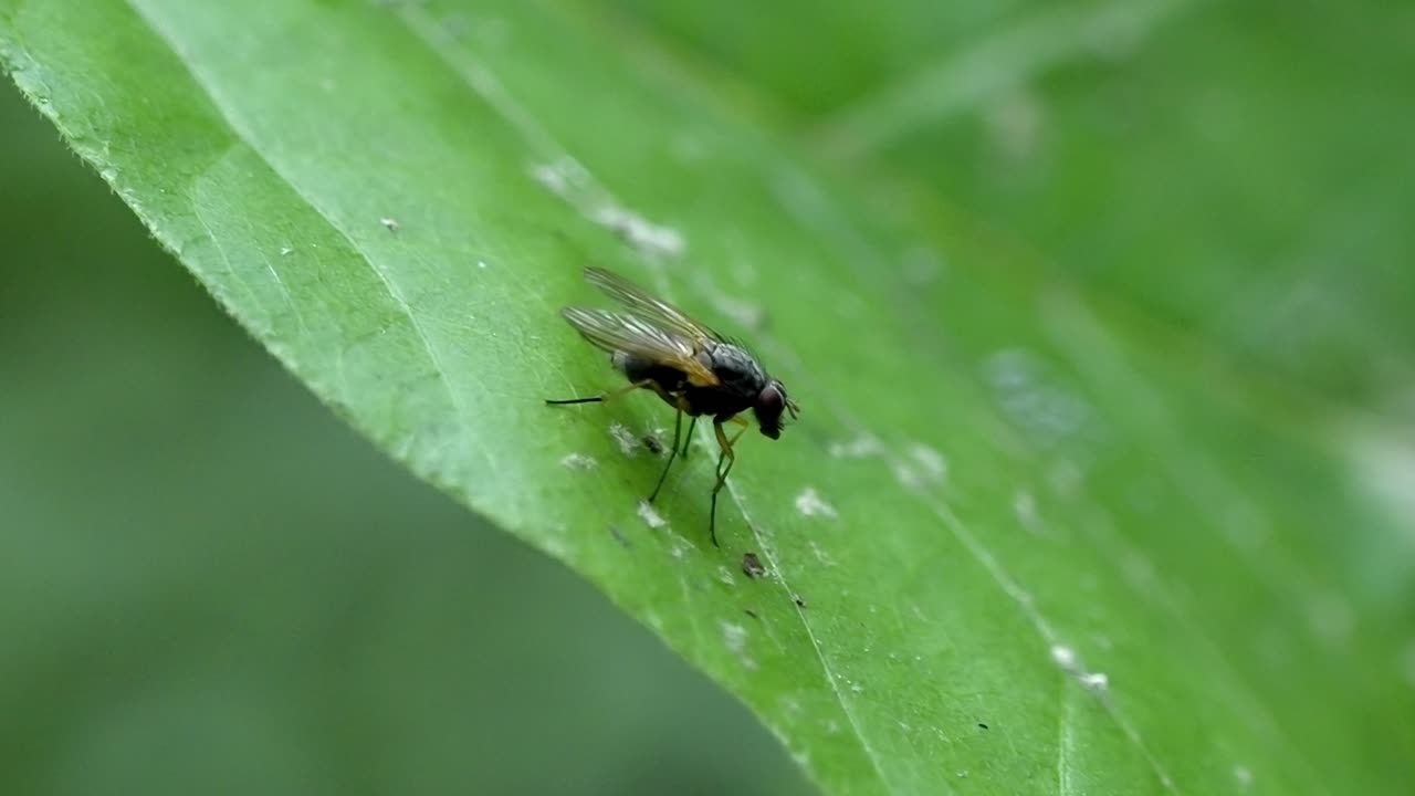 Tiny Fly Resting Gently on Vibrant Green Leaf, Nature Close-Up
