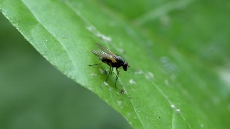 tiny fly resting gently on vibrant green leaf, nature close-up