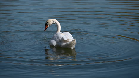white swan diving upside down in water while foraging