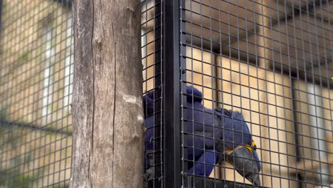 close up of hyacinth macaw in bird cage