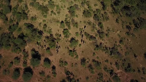 Eine-Vogelperspektive-Einer-Herde-Wilder-Elefanten,-Die-In-Der-Heißen-Afrikanischen-Nachmittagssonne-Laufen