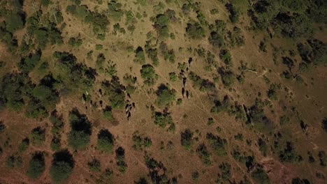 a birds-eye view of a herd of wild elephants running in the hot african afternoon sun