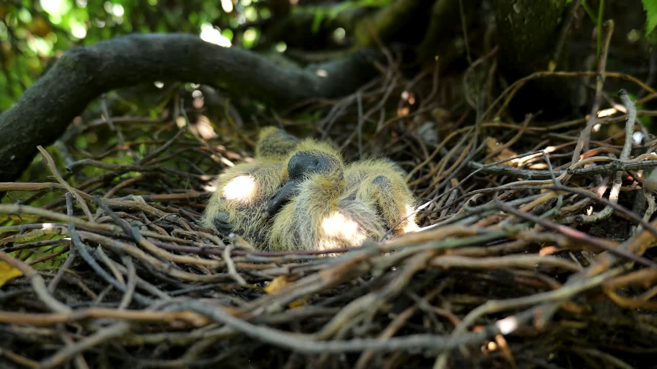 Two very young woodpigeon chicks lying together asleep in a nest in a garden