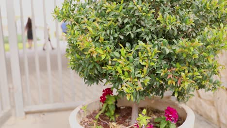 moving to the close-up of young green syzygium leaves with defocused peoples