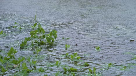 Starker-Regen,-Der-Während-Eines-Tropensturms-Auf-Die-Oberfläche-Eines-Sees-Fällt