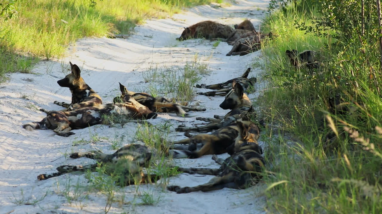 A pack of African wild dogs rests together on a sandy trail in the Sabi Sands, South Africa