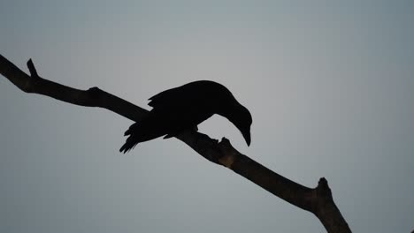 Silhouette-Einer-Krähe-Auf-Einem-Ast