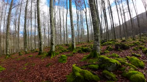 Fpv-drohne,-Die-Im-Herbst-Durch-Die-Bäume-Eines-Waldes-Fliegt