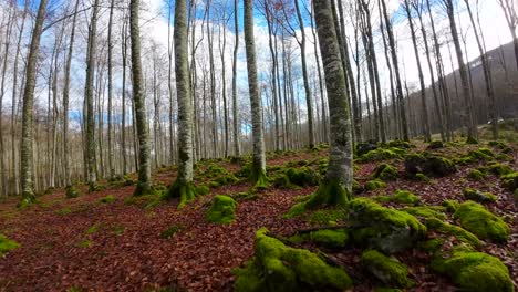 fpv drone pasando por los árboles de un bosque en otoño