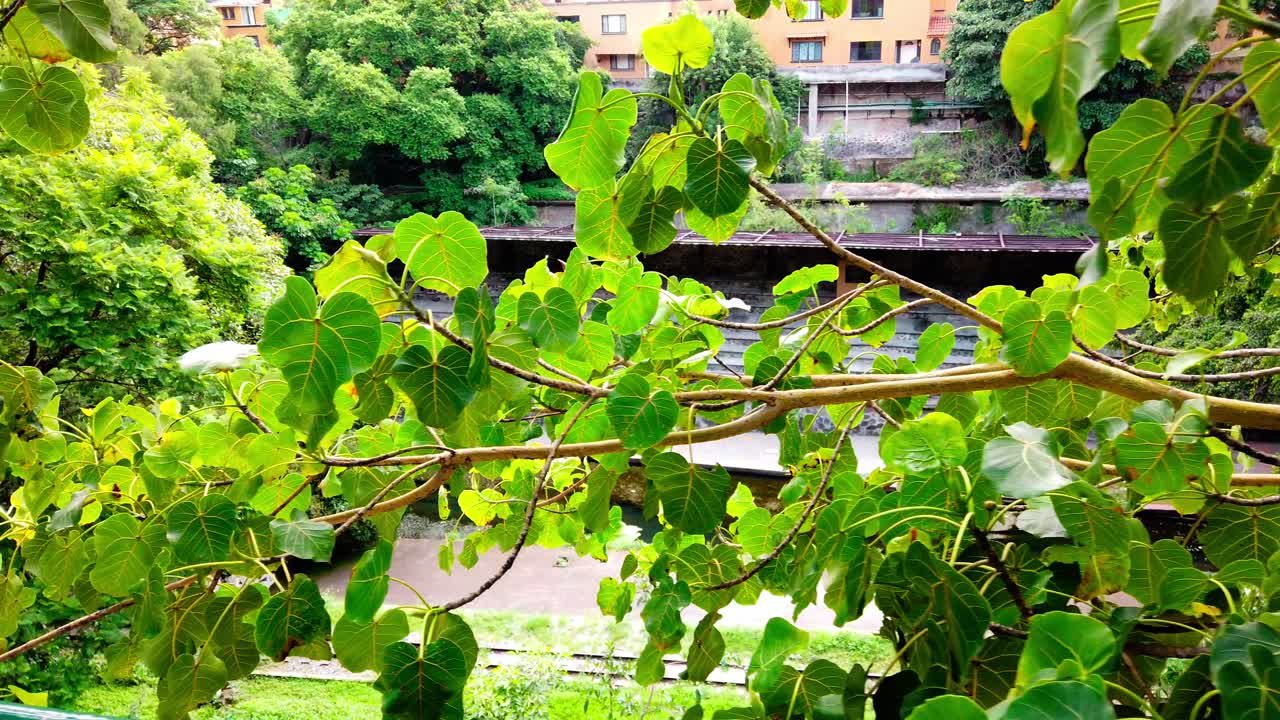 Slow pan left through green foliage revealing stone steps and train tracks in Cuernavaca.
