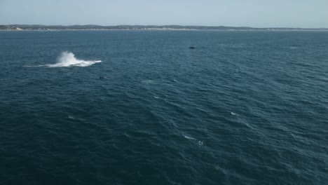 Toma-Aérea-De-Ballenas-Jorobadas-Saltando-Y-Rompiendo-La-Superficie-Y-Chapoteando