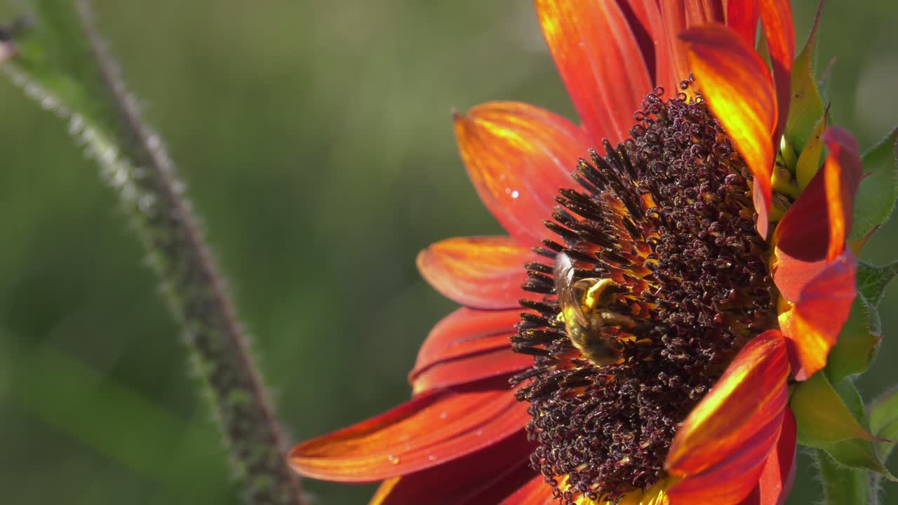 Close-up honeybees on red sunflower, slowmo, macro nature, flying insects