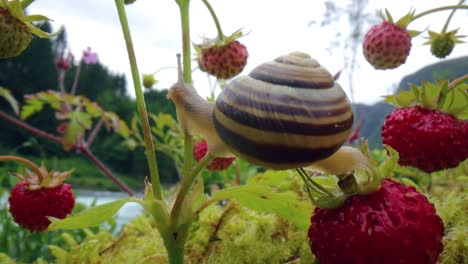 Primer-Plano-De-Caracol,-Mirando-Las-Fresas-Rojas