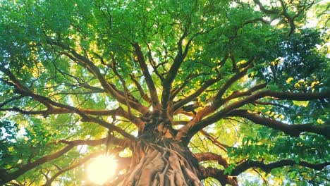 A large tree with the sun shining through the branches
