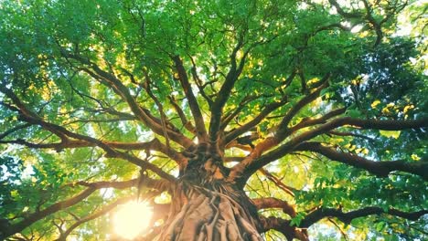 a large tree with the sun shining through the branches