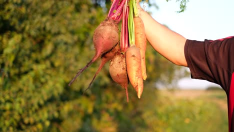 the gardener shows how to hold bunches of fresh dirty carrots and beets in the open air the gardener shows how to hold bunches of fresh dirty carrots and beets in the open air autumn harvest of vegetables in the backyard