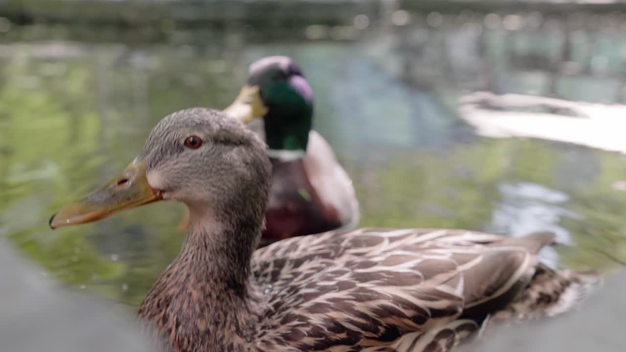 Beautiful brown eyed mallard duck curiously looking at the camera and another one with a green head waiting behind him