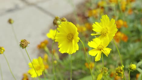 bright yellow flowers blooming in a garden