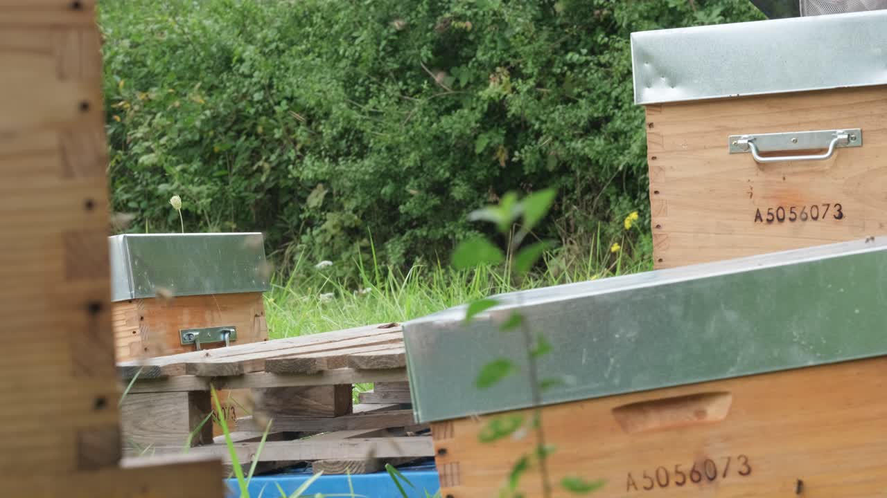 lot of hives with bees. Beekeepers swarm of bees