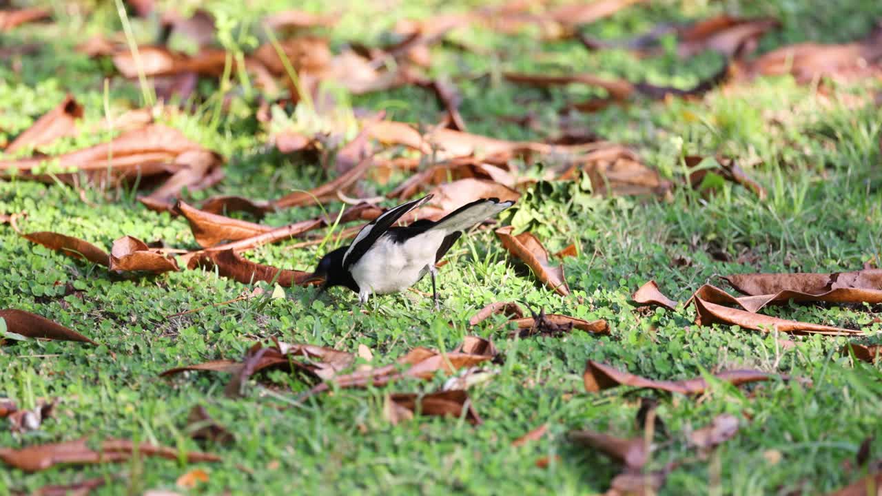 새는 쓰러진 잎 사이에서 먹이를 찾습니다.