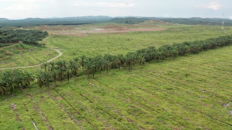 a spine wide angle aerial shot of a diversity corridor in new oil palm plantation in malaysia