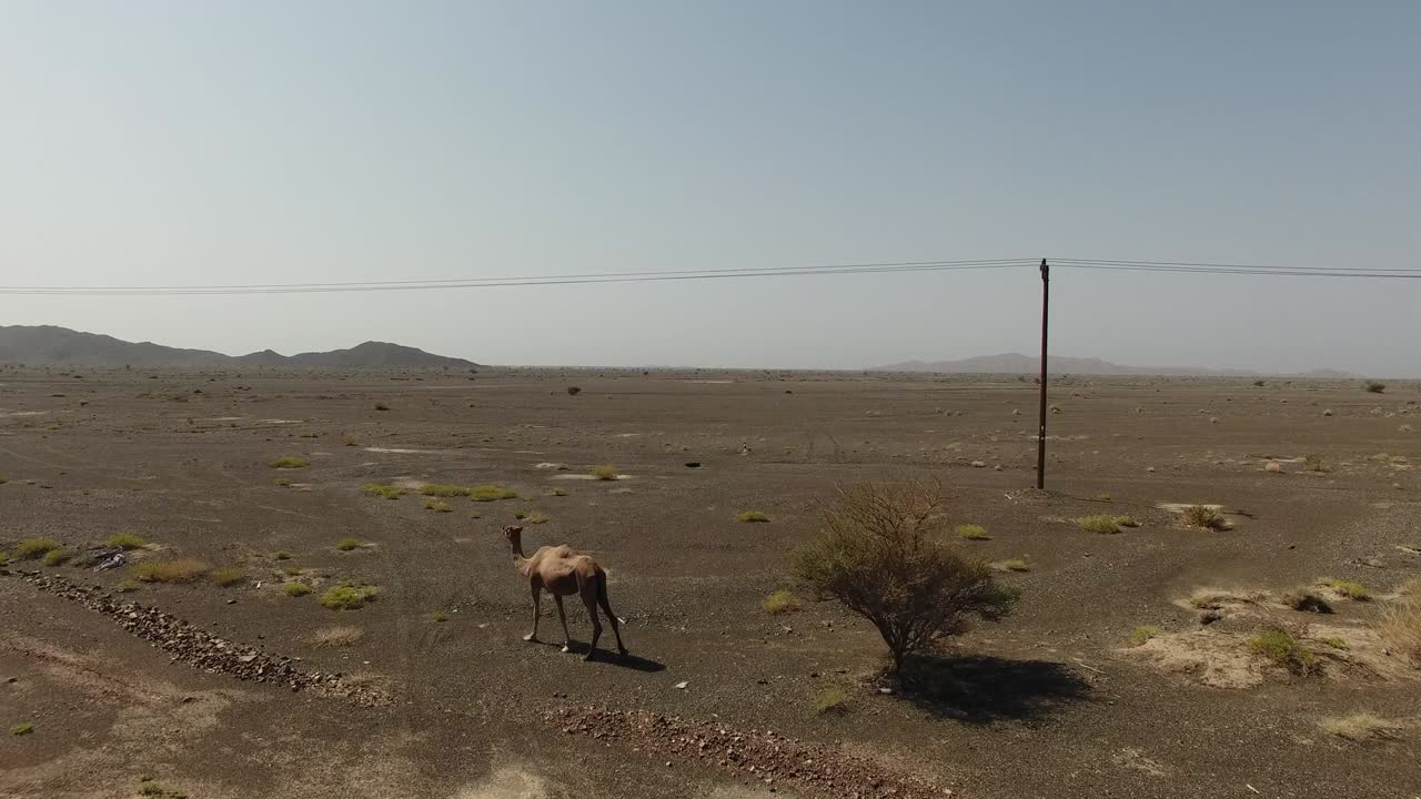 el camello curioso en el medio oriente