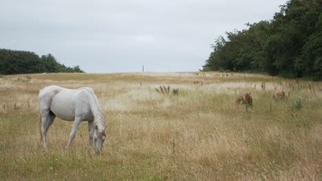 Ganzer-Körper-Eines-Weißen-Pferdes,-Das-Gras-Auf-Der-Wiese-Weidet,-Schönheit-Der-Landschaft