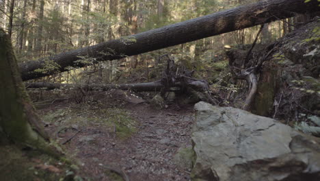 fallen dead trees in evergreen forest