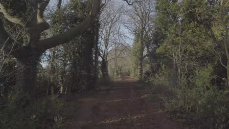 Pista-De-Caballos-En-El-Bosque-De-Newmarket-Inglaterra-Durante-El-Invierno