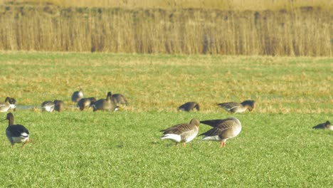 beautiful large flock of greylag goose breeding in the green agricultural field northern europe during migration season, sunny spring day, distant medium shot