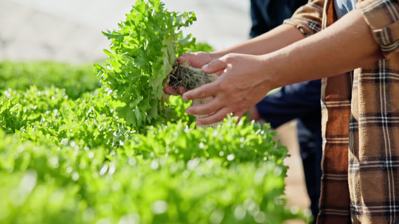 Harvesting Lettuce in a Greenhouse