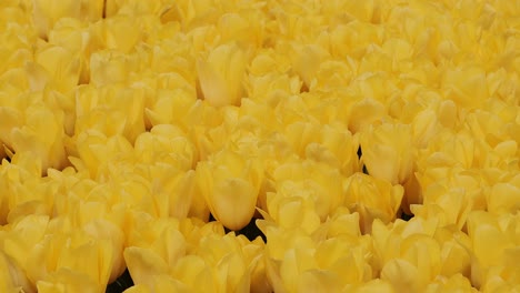 Tulipanes-De-Color-Amarillo-Vistos-Desde-Arriba,-De-Cerca