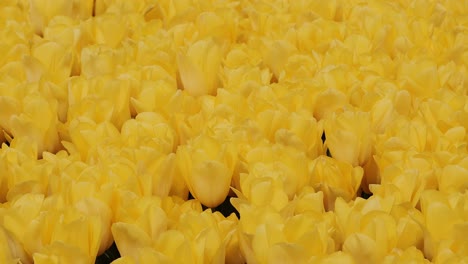 yellow colored tulips viewed from above, close up