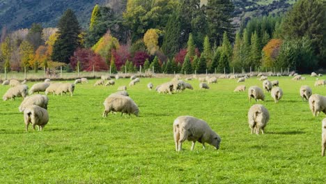 Sheep graze peacefully in a lush green field surrounded by colorful trees and mountains under bright daylight