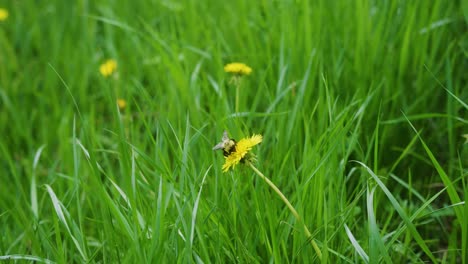 Primer-Plano-De-Una-Abeja-Sobre-Un-Diente-De-León-En-La-Exuberante-Hierba-Verde