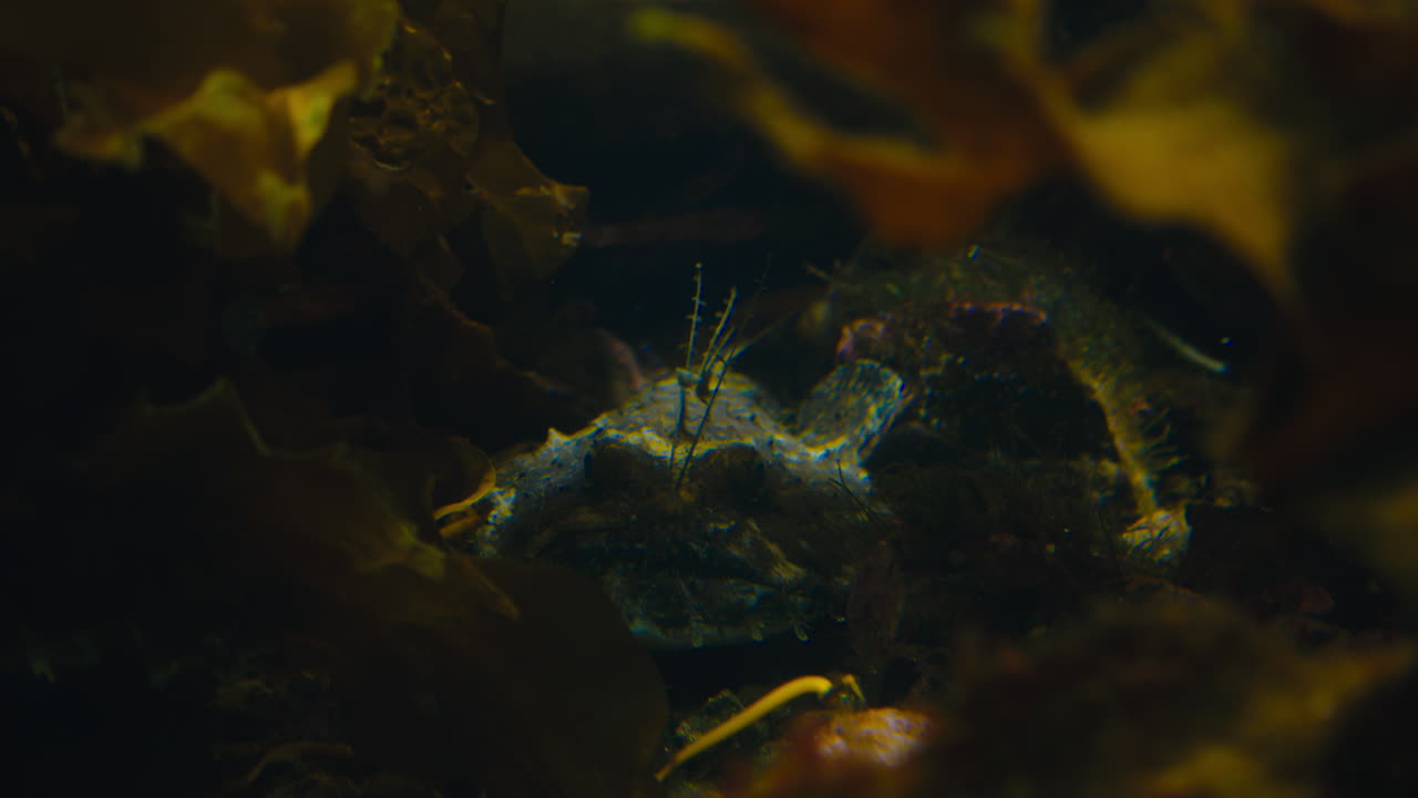 toma manual de un rape tirado en el fondo del océano dentro de algas marinas esperando a la presa que pasa