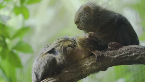 portrait of two cute pygmy marmoset grooming in the tree branch of singapore zoo