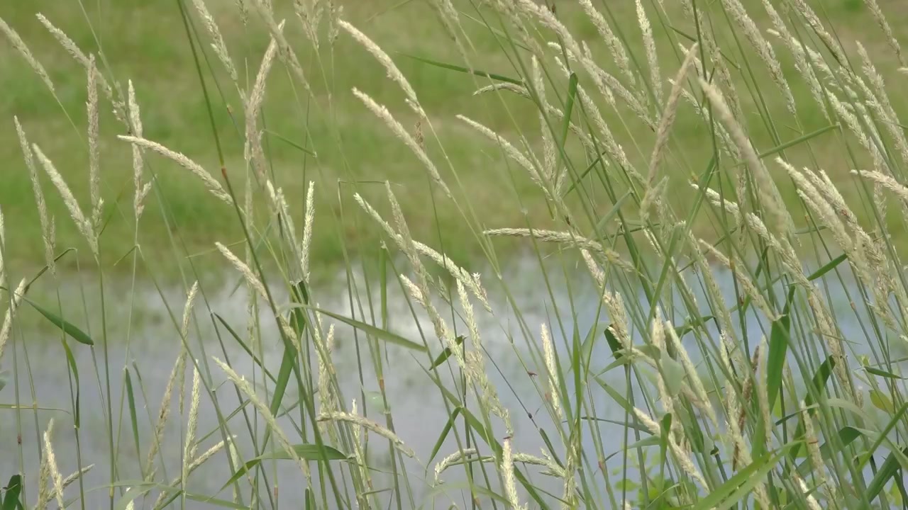Hohe, helle Grassamenstände wiegen sich neben einem sanft verschwommenen Gewässer und schaffen eine ruhige Naturkulisse in gedämpften Grün- und Blautönen