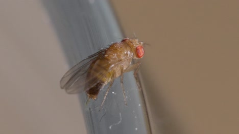 Macro-Primer-Plano-De-La-Mosca-De-La-Fruta,-Abdomen-Ondulado,-Extremo-De-La-Cola-Trasera-Debajo-De-Las-Alas-Claras