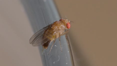 macro de cerca de la mosca de la fruta abdomen ondulante extremo trasero de la cola debajo de las alas claras