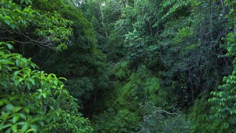 impenetrable vegetation of guadeloupe caribbean island