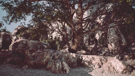 single tree in the rocky mountains