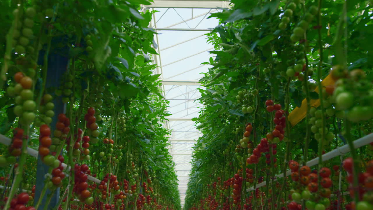 온실 공정에서 채소 재배 유기농 채식 식품 농업