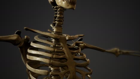 bones-of-the-Human-skeleton